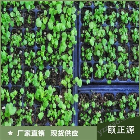 矾根组培苗 花坛花镜点缀用苗 易栽植 园林绿化植物 颐正源