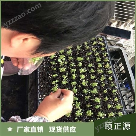 矾根组培苗 花坛花镜点缀用苗 易栽植 园林绿化植物 颐正源