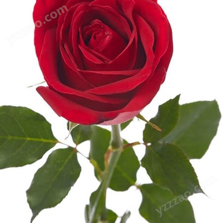 红玫瑰批发销售 情人节花束供应 颜色多样 配花配叶齐全