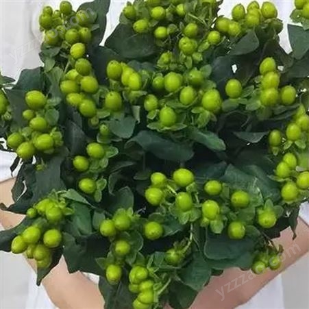 绿豆 绿色火龙珠 鲜切花 教师节礼 捧花 相思豆