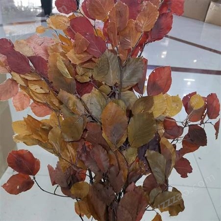 永生楓葉 5支 室內圓形裝飾配葉  天然葉子 花束配葉出售