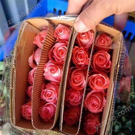 戴安娜玫瑰 花束鲜花 配花配叶出售 线切花供应 颜色多样