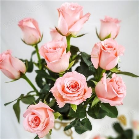 戴安娜玫瑰 花束鲜花 配花配叶出售 线切花供应 颜色多样