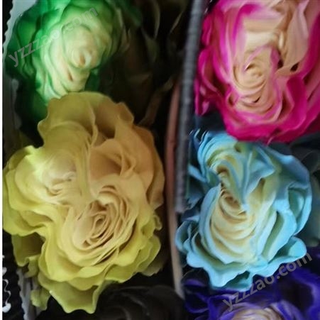 厄瓜多爾進口 彩色玫瑰花批發 彩玫 各種顏色 款式齊全 干花