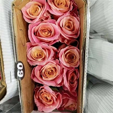肯尼亚玫瑰销售 开业鲜花花篮制作 玫瑰花束 红玫 颜色多样
