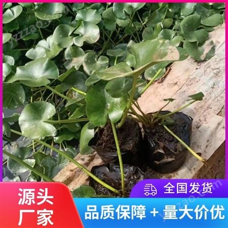 喜阳喜湿盆栽睡莲厂家批发 多年生水生花卉 苗圃栽培